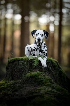 Dalmatinerhund liegt in einem dunklen Wald von Lotte van Alderen