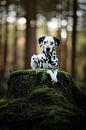 Dalmatiër hond liggend in een donker bos van Lotte van Alderen thumbnail