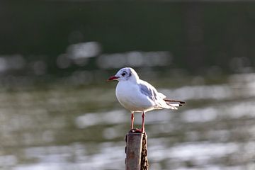 Mouette sur Jack Van de Vin