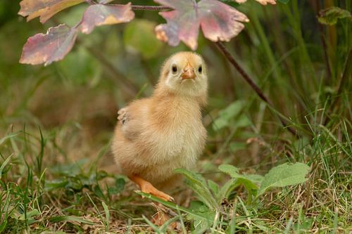 Kuikentje in de tuin van Tanja van Beuningen