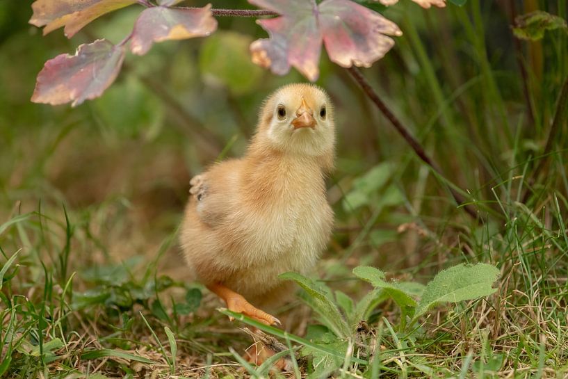 Petit poussin dans le jardin par Tanja van Beuningen