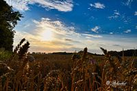 beautiful sunset the grain fields of zuidbroek