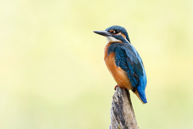 ijsvogel van Pim Leijen