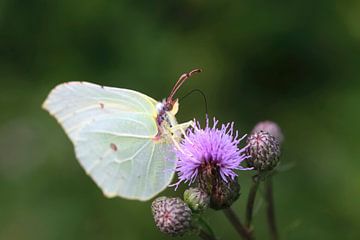 Le papillon du citron sur Thomas Jäger