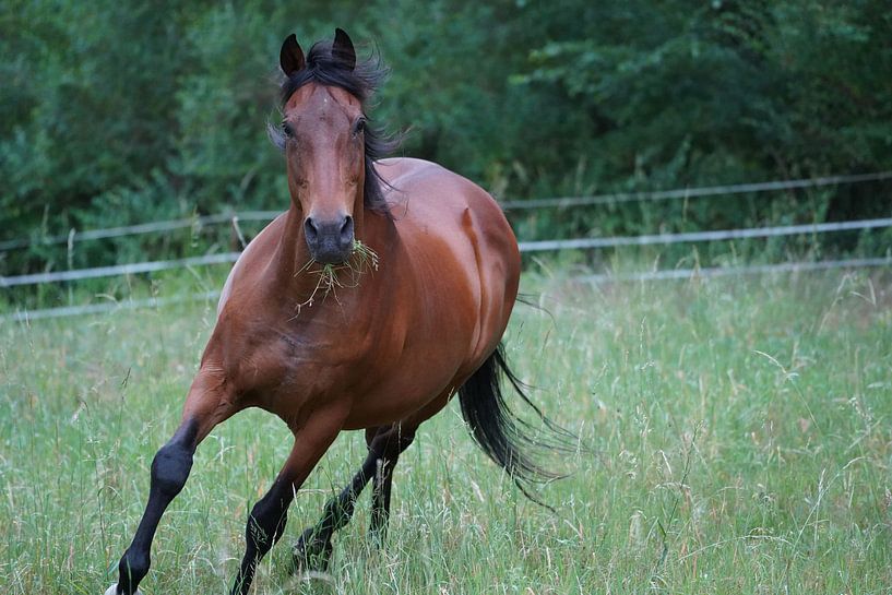 Trakehner Feldmeyer in the pasture by Babetts Bildergalerie