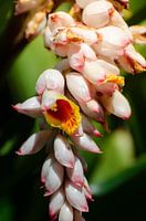 Alpinia Nutans, tropical plant with colourful flower