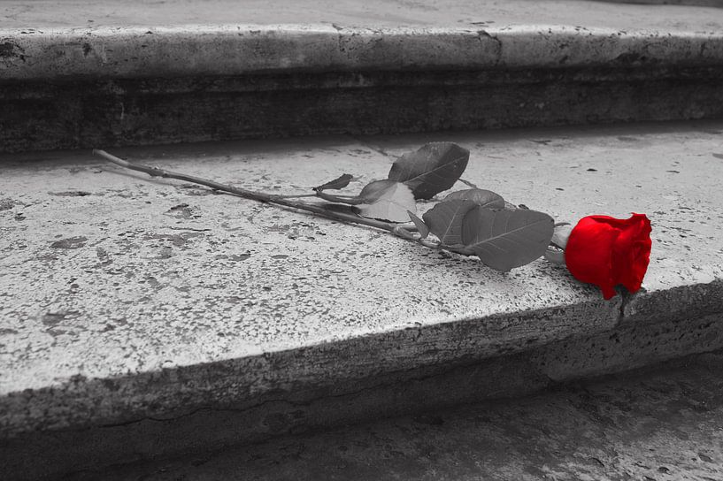 Red rose on an ancient stairs, black-white-red picture by Anouk Noordhuizen