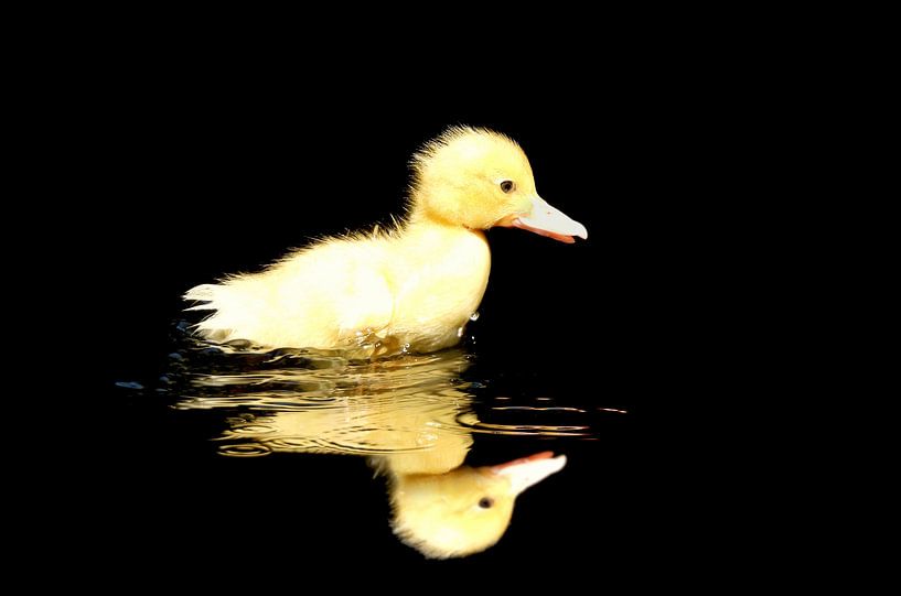 Water habituation by Maickel Dedeken