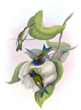 Angela Star-Throat, John Gould van Hummingbirds