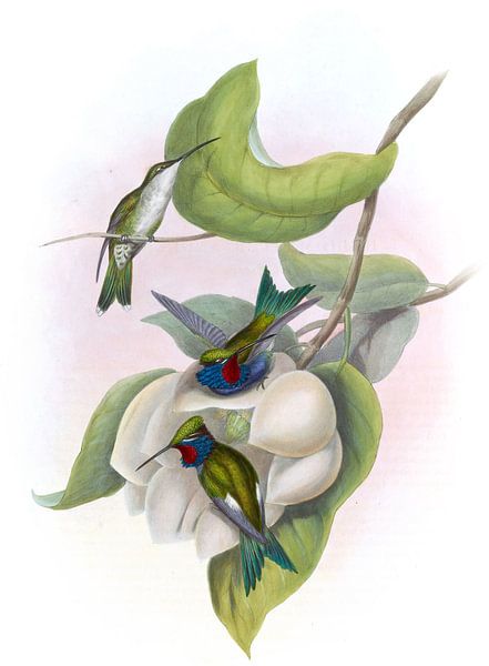 Angela Star-Throat, John Gould von Hummingbirds