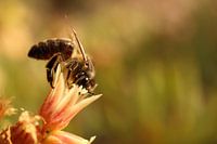 Een bij op zoek naar nectar en stuifmeel