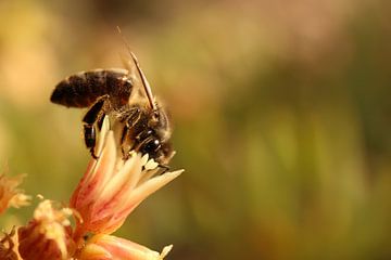 Eine Biene, die nach Nektar und Blütenstaub sucht
