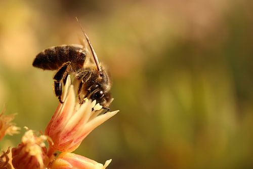 Een bij op zoek naar nectar en stuifmeel