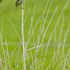 zingende rietzanger Acrocephalus schoenobaenus in Noord Holland, Nederland van Martin Stevens