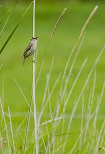 Singender Teichrohrsänger Acrocephalus schoenobaenus in Nordholland, Niederlande