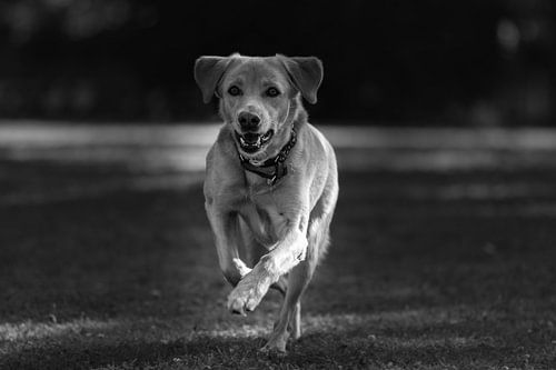 Chien sprintant sur l'herbe