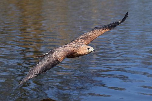 Long-legged Buzzard (Buteo rufinus)
