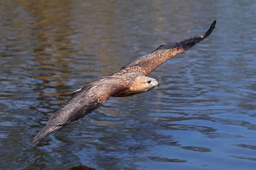 Arendbuizerd (Buteo rufinus) van Ronald Pol