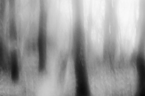 Verträumter Wald in Schwarz und Weiß
