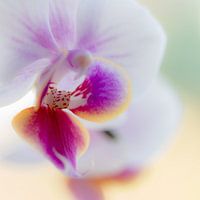 orchidee