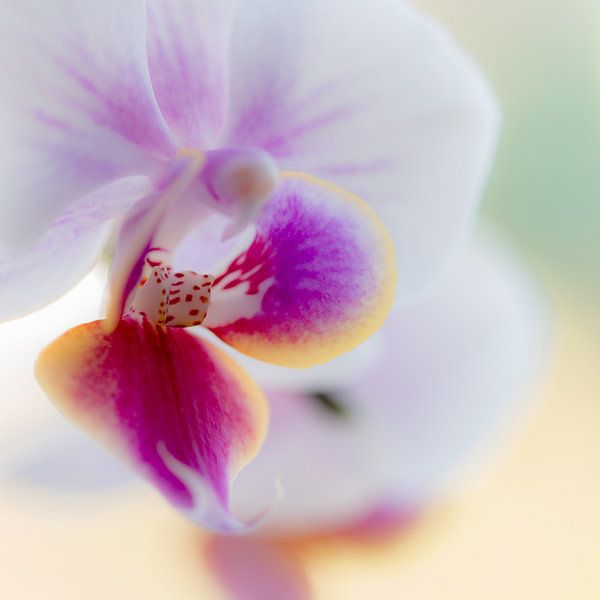 orchidee van Maja Ooms