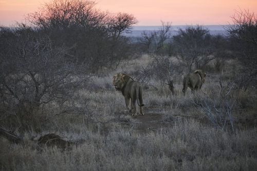 Zuid Afrikaan Leeuwen