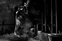 Stier in oude koeienstal