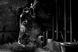 Stier in oude koeienstal van Danai Kox Kanters