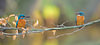 Eisvogel