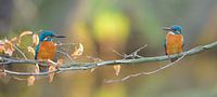 IJsvogel - Lente liefde