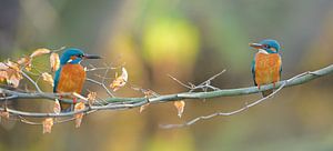 Eisvogel von Eisvogel.land - Corné van Oosterhout