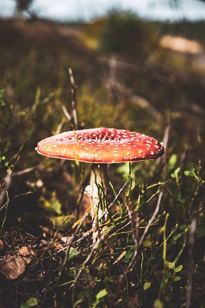 Champignon par S van Wezep