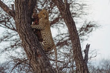Luipaard na de jacht in Namibië, Afrika van Patrick Groß