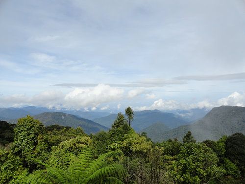 Maleisie Cameron Highlands