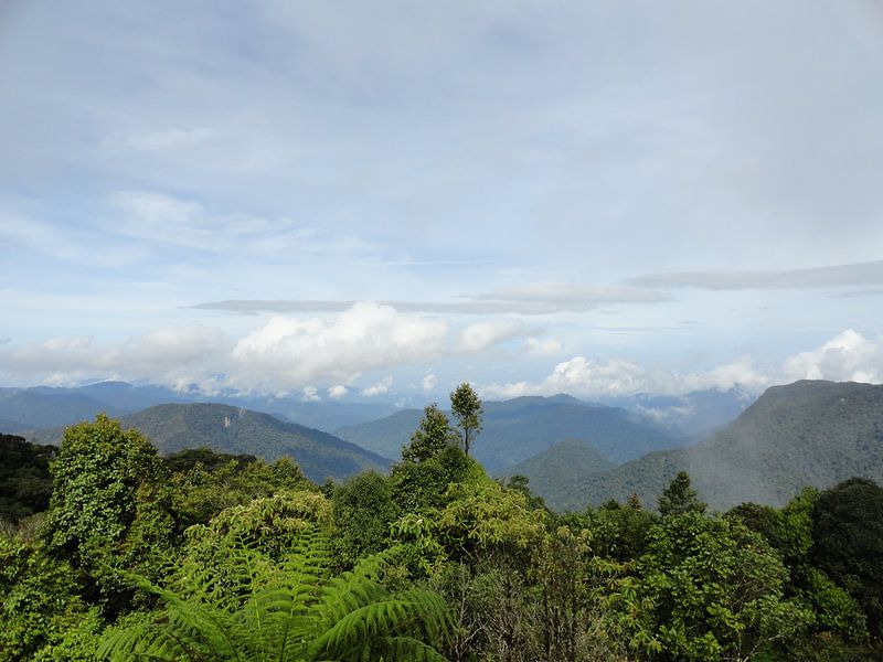 Maleisie Cameron Highlands par Bianca Louwerens