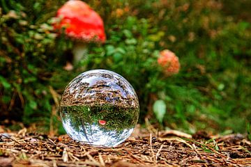 Glazen bol op de grond in het bos. De achtergrond is een paddenstoel. van Martin Köbsch