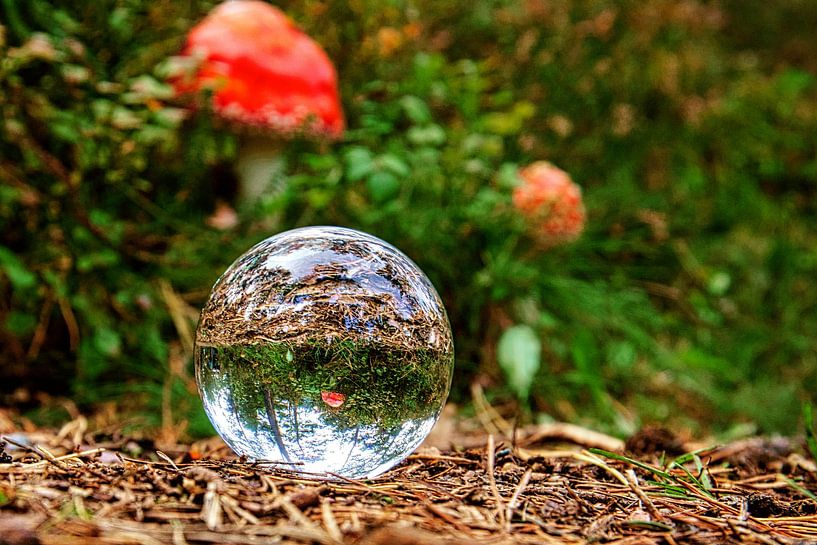 Boule de verre sur le sol dans la forêt. L'arrière-plan est un crapaud. par Martin Köbsch