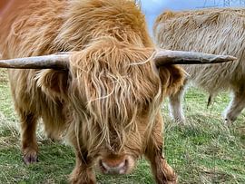 Scottish Highlander by Truckpowerr
