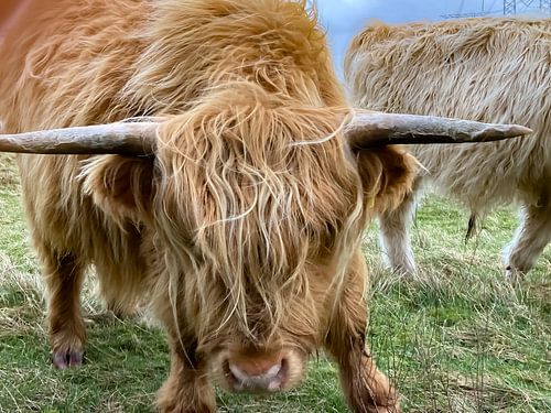 Schotse hooglander 