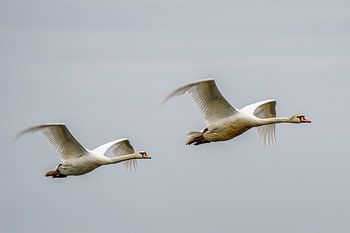 Schwäne fliegen über uns