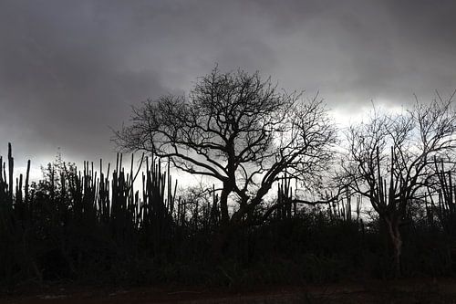 Catussen en bomen op Bonaire