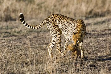 Cheetah met welp van Peter Michel