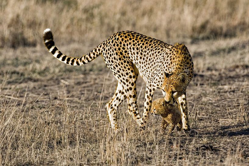 Cheetah met welp van Peter Michel op canvas, behang en meer