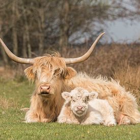 Scottish Highlander with calf, blond by Ans Bastiaanssen