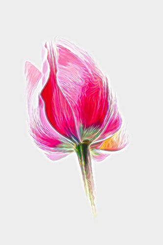 Tulpe Kunst von Jacqueline Gerhardt