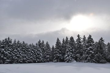 Une forêt enneigé un jour gris d'hiver sur Claude Laprise