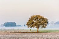 The lonely tree van Diana de Vries thumbnail