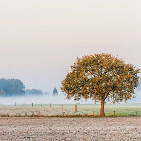 The lonely tree sur Diana de Vries