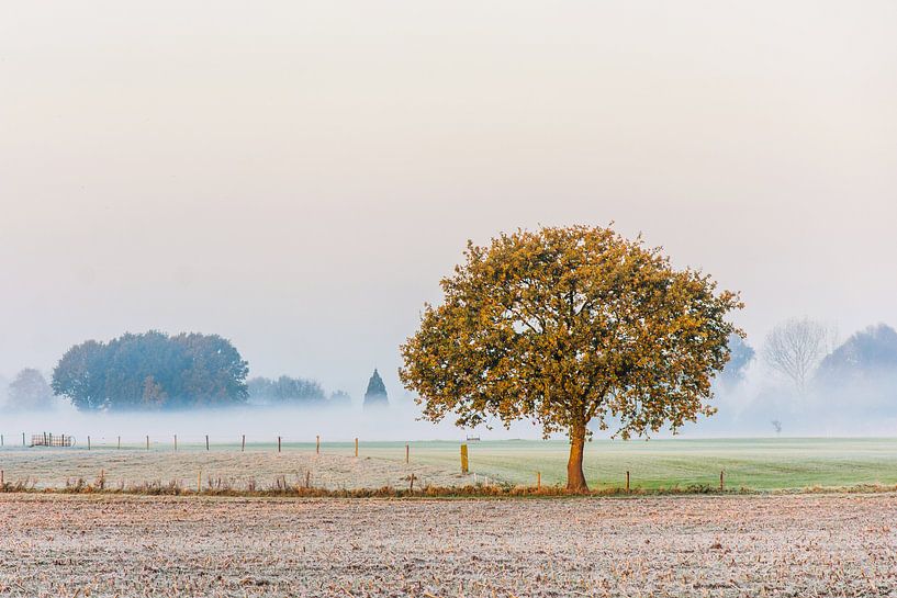 The lonely tree van Diana de Vries