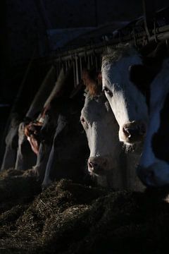 Koeien, rund,vee, dieren van Thamara Janssen